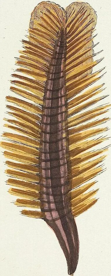 An illustration from (Band 3): Der Pflanzenthiere Dreyzehende [Vierzehende, Funfzehende, Sechzehende] Lieferung oder des dritten Theils, erste [zweyte, dritte, vierte] Lieferung, 1829, leaf 318