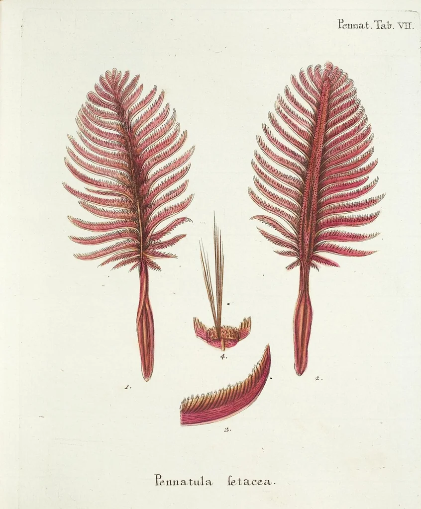 An illustration from (Band 3): Der Pflanzenthiere Dreyzehende [Vierzehende, Funfzehende, Sechzehende] Lieferung oder des dritten Theils, erste [zweyte, dritte, vierte] Lieferung, 1829, leaf 320