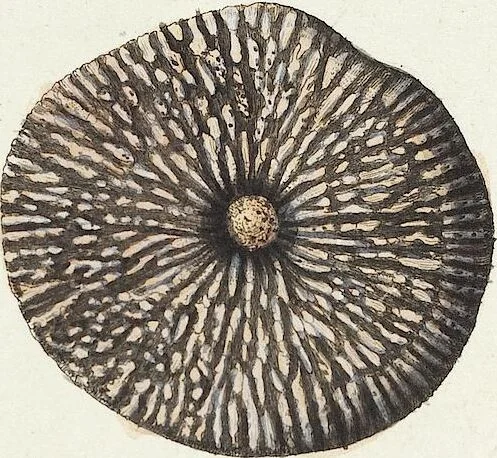 An illustration from (Band 3): Der Pflanzenthiere Dreyzehende [Vierzehende, Funfzehende, Sechzehende] Lieferung oder des dritten Theils, erste [zweyte, dritte, vierte] Lieferung, 1829, leaf 322