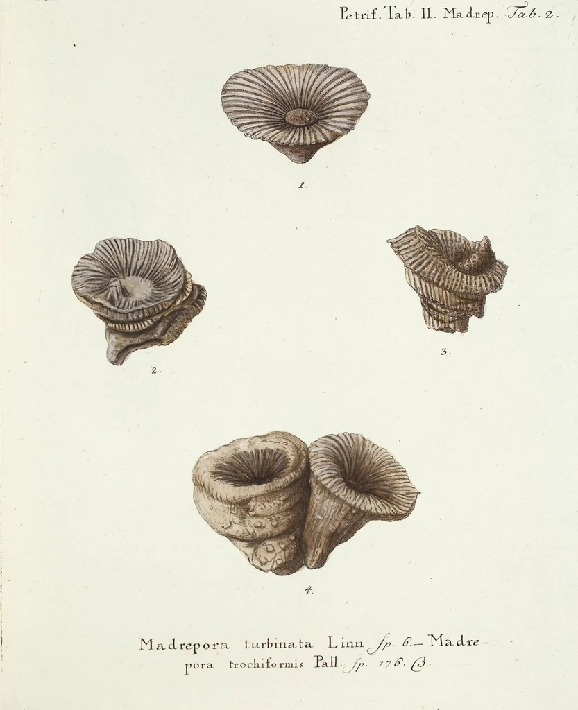 An illustration from (Band 3): Der Pflanzenthiere Dreyzehende [Vierzehende, Funfzehende, Sechzehende] Lieferung oder des dritten Theils, erste [zweyte, dritte, vierte] Lieferung, 1829, leaf 323