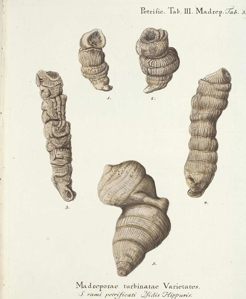 An illustration from (Band 3): Der Pflanzenthiere Dreyzehende [Vierzehende, Funfzehende, Sechzehende] Lieferung oder des dritten Theils, erste [zweyte, dritte, vierte] Lieferung, 1829, leaf 324