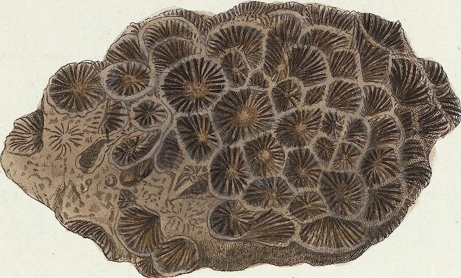 An illustration from (Band 3): Der Pflanzenthiere Dreyzehende [Vierzehende, Funfzehende, Sechzehende] Lieferung oder des dritten Theils, erste [zweyte, dritte, vierte] Lieferung, 1829, leaf 325