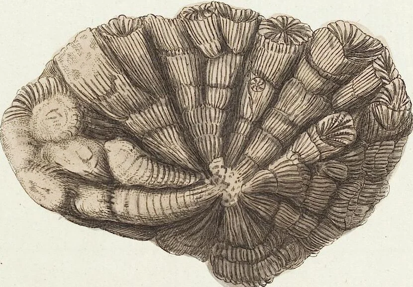 An illustration from (Band 3): Der Pflanzenthiere Dreyzehende [Vierzehende, Funfzehende, Sechzehende] Lieferung oder des dritten Theils, erste [zweyte, dritte, vierte] Lieferung, 1829, leaf 325
