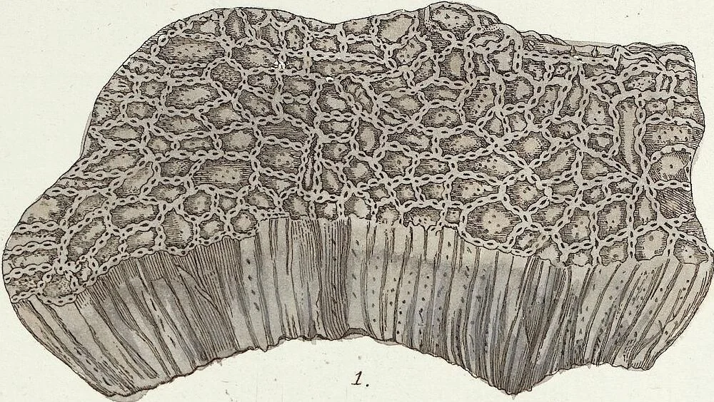 An illustration from (Band 3): Der Pflanzenthiere Dreyzehende [Vierzehende, Funfzehende, Sechzehende] Lieferung oder des dritten Theils, erste [zweyte, dritte, vierte] Lieferung, 1829, leaf 326