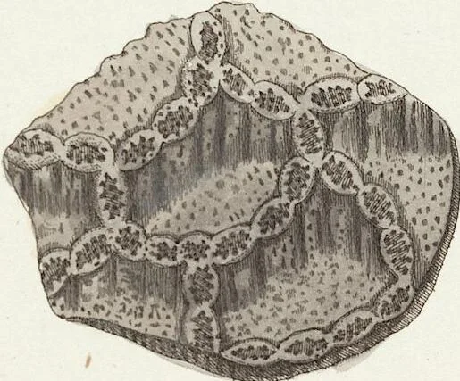 An illustration from (Band 3): Der Pflanzenthiere Dreyzehende [Vierzehende, Funfzehende, Sechzehende] Lieferung oder des dritten Theils, erste [zweyte, dritte, vierte] Lieferung, 1829, leaf 326