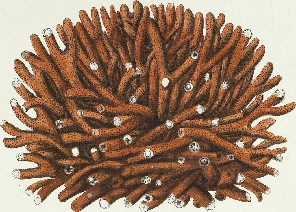 An illustration from (Band 3): Der Pflanzenthiere Dreyzehende [Vierzehende, Funfzehende, Sechzehende] Lieferung oder des dritten Theils, erste [zweyte, dritte, vierte] Lieferung, 1829, leaf 327