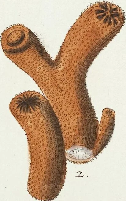 An illustration from (Band 3): Der Pflanzenthiere Dreyzehende [Vierzehende, Funfzehende, Sechzehende] Lieferung oder des dritten Theils, erste [zweyte, dritte, vierte] Lieferung, 1829, leaf 327