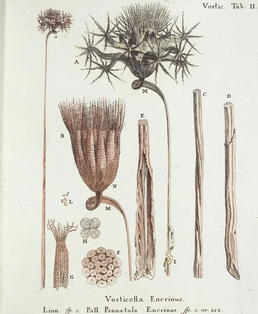 An illustration from (Band 3): Der Pflanzenthiere Dreyzehende [Vierzehende, Funfzehende, Sechzehende] Lieferung oder des dritten Theils, erste [zweyte, dritte, vierte] Lieferung, 1829, leaf 329