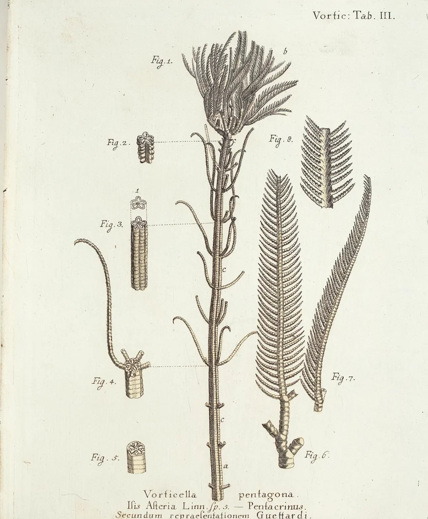 An illustration from (Band 3): Der Pflanzenthiere Dreyzehende [Vierzehende, Funfzehende, Sechzehende] Lieferung oder des dritten Theils, erste [zweyte, dritte, vierte] Lieferung, 1829, leaf 330