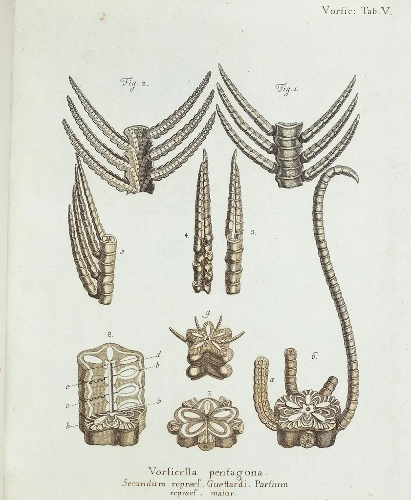 An illustration from (Band 3): Der Pflanzenthiere Dreyzehende [Vierzehende, Funfzehende, Sechzehende] Lieferung oder des dritten Theils, erste [zweyte, dritte, vierte] Lieferung, 1829, leaf 332