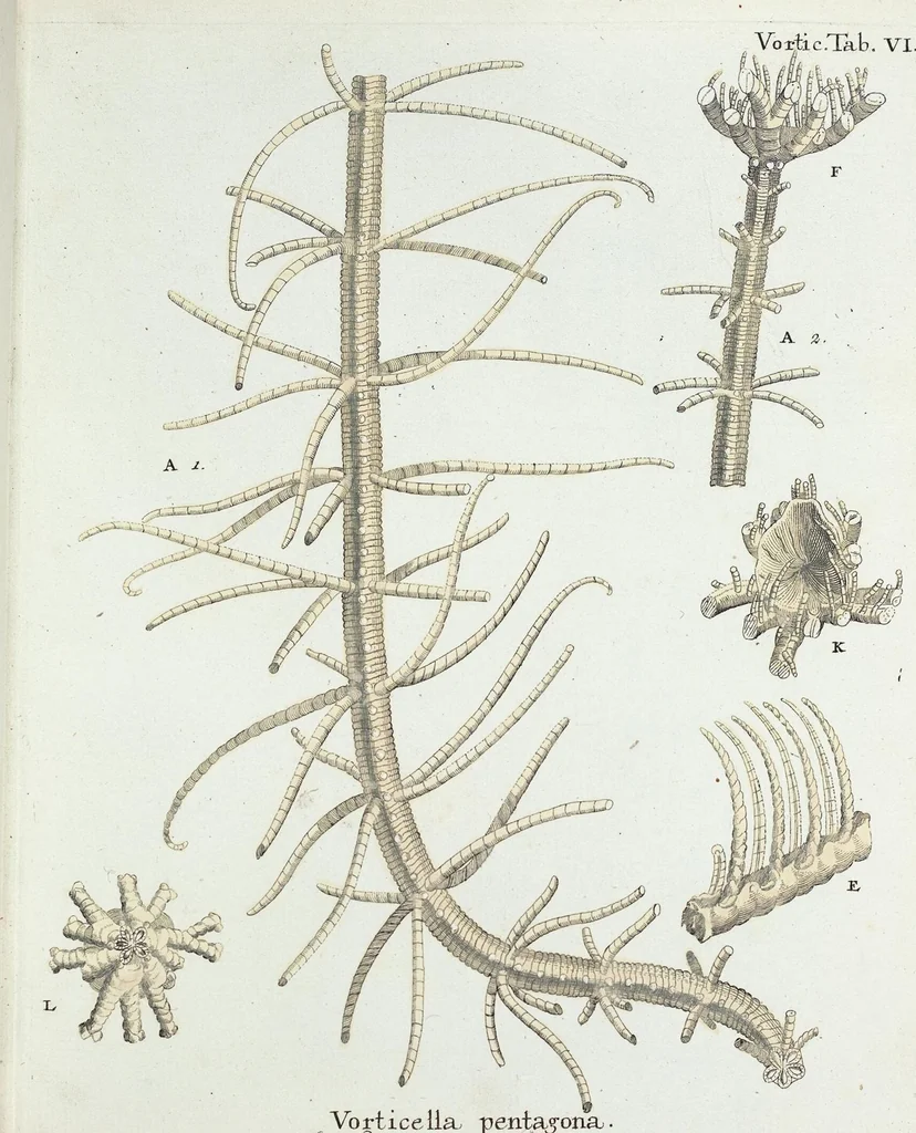 An illustration from (Band 3): Der Pflanzenthiere Dreyzehende [Vierzehende, Funfzehende, Sechzehende] Lieferung oder des dritten Theils, erste [zweyte, dritte, vierte] Lieferung, 1829, leaf 333