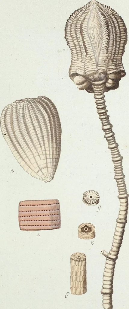 An illustration from (Band 3): Der Pflanzenthiere Dreyzehende [Vierzehende, Funfzehende, Sechzehende] Lieferung oder des dritten Theils, erste [zweyte, dritte, vierte] Lieferung, 1829, leaf 335