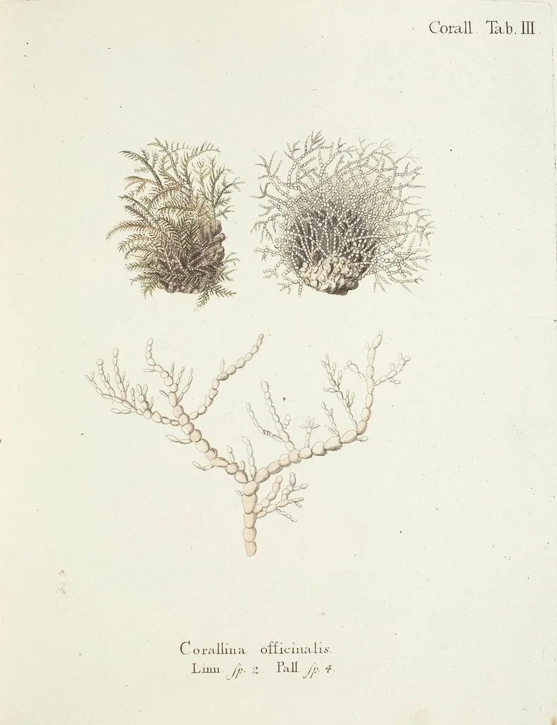 An illustration from (Band 3): Der Pflanzenthiere Dreyzehende [Vierzehende, Funfzehende, Sechzehende] Lieferung oder des dritten Theils, erste [zweyte, dritte, vierte] Lieferung, 1829, leaf 338