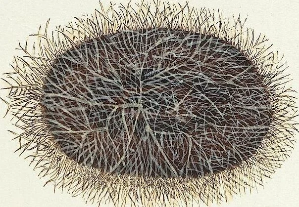 An illustration from (Band 3): Der Pflanzenthiere Dreyzehende [Vierzehende, Funfzehende, Sechzehende] Lieferung oder des dritten Theils, erste [zweyte, dritte, vierte] Lieferung, 1829, leaf 340