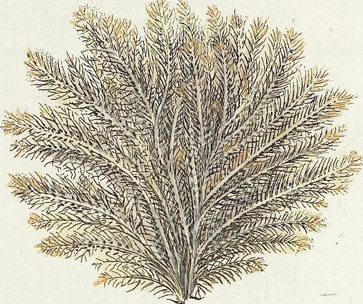 An illustration from (Band 3): Der Pflanzenthiere Dreyzehende [Vierzehende, Funfzehende, Sechzehende] Lieferung oder des dritten Theils, erste [zweyte, dritte, vierte] Lieferung, 1829, leaf 342