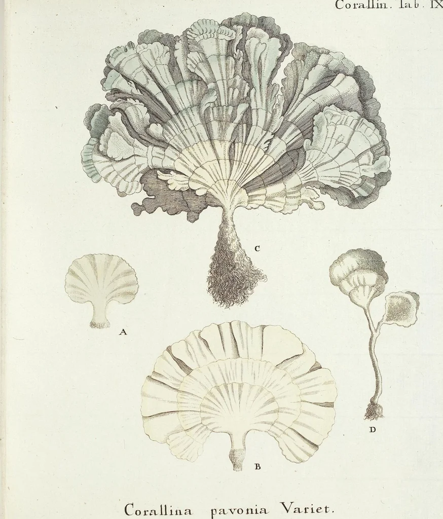 An illustration from (Band 3): Der Pflanzenthiere Dreyzehende [Vierzehende, Funfzehende, Sechzehende] Lieferung oder des dritten Theils, erste [zweyte, dritte, vierte] Lieferung, 1829, leaf 344