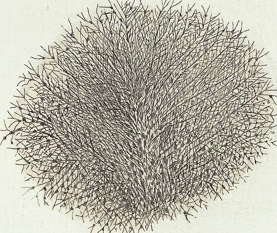 An illustration from (Band 3): Der Pflanzenthiere Dreyzehende [Vierzehende, Funfzehende, Sechzehende] Lieferung oder des dritten Theils, erste [zweyte, dritte, vierte] Lieferung, 1829, leaf 345