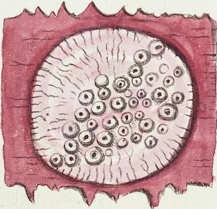 An illustration from (Band 3): Der Pflanzenthiere Dreyzehende [Vierzehende, Funfzehende, Sechzehende] Lieferung oder des dritten Theils, erste [zweyte, dritte, vierte] Lieferung, 1829, leaf 347
