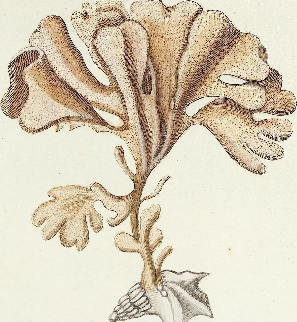 An illustration from (Band 3): Der Pflanzenthiere Dreyzehende [Vierzehende, Funfzehende, Sechzehende] Lieferung oder des dritten Theils, erste [zweyte, dritte, vierte] Lieferung, 1829, leaf 348