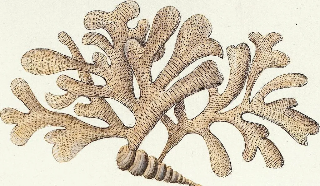 An illustration from (Band 3): Der Pflanzenthiere Dreyzehende [Vierzehende, Funfzehende, Sechzehende] Lieferung oder des dritten Theils, erste [zweyte, dritte, vierte] Lieferung, 1829, leaf 349