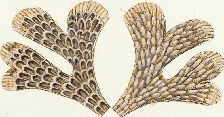 An illustration from (Band 3): Der Pflanzenthiere Dreyzehende [Vierzehende, Funfzehende, Sechzehende] Lieferung oder des dritten Theils, erste [zweyte, dritte, vierte] Lieferung, 1829, leaf 349