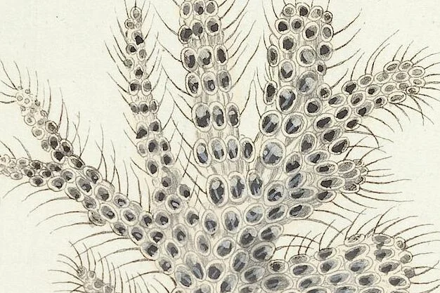 An illustration from (Band 3): Der Pflanzenthiere Dreyzehende [Vierzehende, Funfzehende, Sechzehende] Lieferung oder des dritten Theils, erste [zweyte, dritte, vierte] Lieferung, 1829, leaf 351