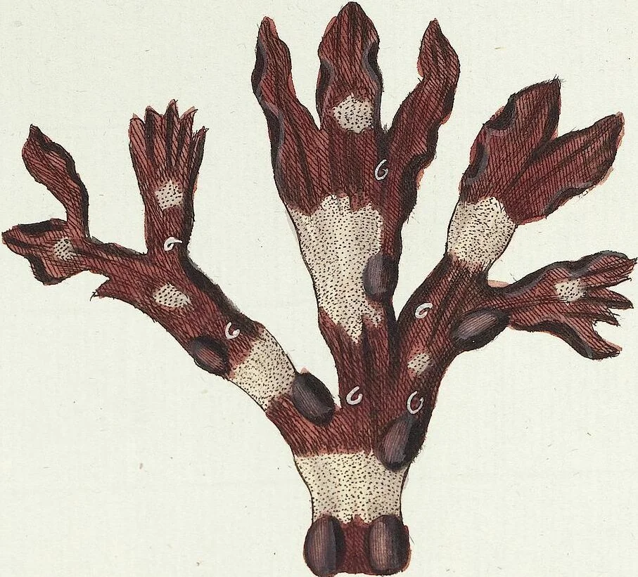 An illustration from (Band 3): Der Pflanzenthiere Dreyzehende [Vierzehende, Funfzehende, Sechzehende] Lieferung oder des dritten Theils, erste [zweyte, dritte, vierte] Lieferung, 1829, leaf 353