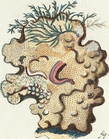 An illustration from (Band 3): Der Pflanzenthiere Dreyzehende [Vierzehende, Funfzehende, Sechzehende] Lieferung oder des dritten Theils, erste [zweyte, dritte, vierte] Lieferung, 1829, leaf 354