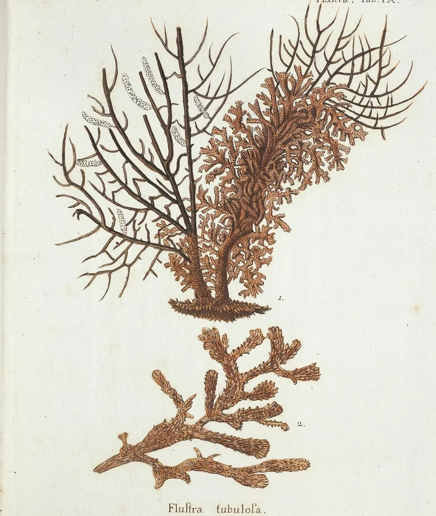 An illustration from (Band 3): Der Pflanzenthiere Dreyzehende [Vierzehende, Funfzehende, Sechzehende] Lieferung oder des dritten Theils, erste [zweyte, dritte, vierte] Lieferung, 1829, leaf 356