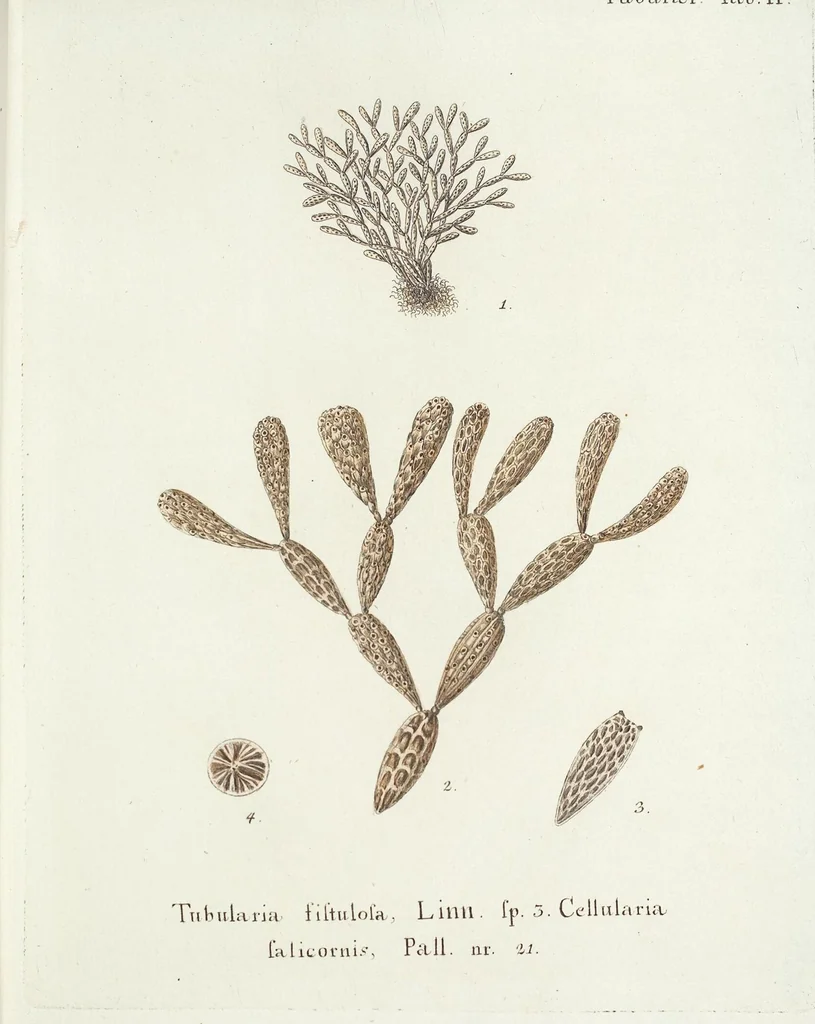 An illustration from (Band 3): Der Pflanzenthiere Dreyzehende [Vierzehende, Funfzehende, Sechzehende] Lieferung oder des dritten Theils, erste [zweyte, dritte, vierte] Lieferung, 1829, leaf 358