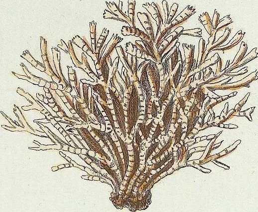 An illustration from (Band 3): Der Pflanzenthiere Dreyzehende [Vierzehende, Funfzehende, Sechzehende] Lieferung oder des dritten Theils, erste [zweyte, dritte, vierte] Lieferung, 1829, leaf 359