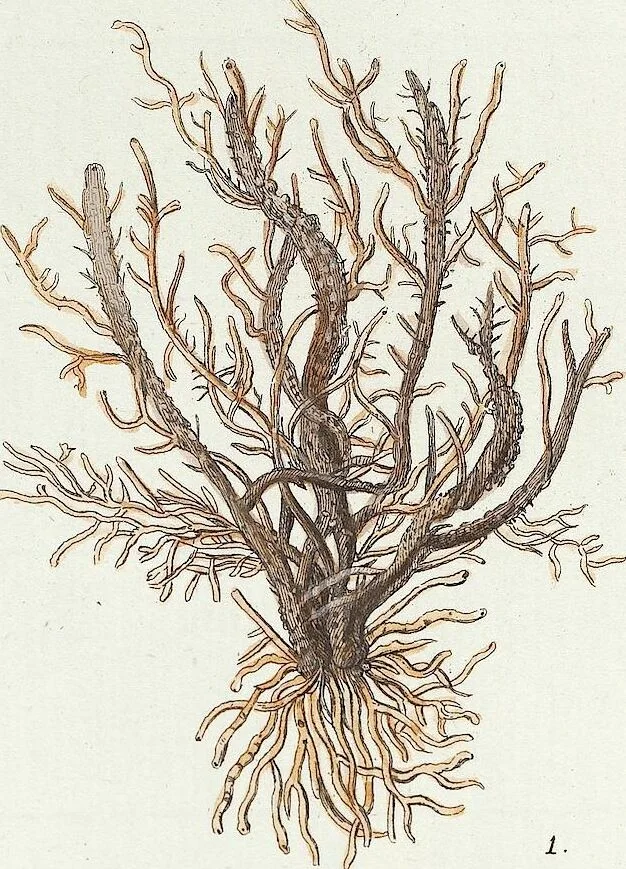 An illustration from (Band 3): Der Pflanzenthiere Dreyzehende [Vierzehende, Funfzehende, Sechzehende] Lieferung oder des dritten Theils, erste [zweyte, dritte, vierte] Lieferung, 1829, leaf 360