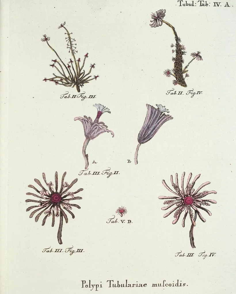 An illustration from (Band 3): Der Pflanzenthiere Dreyzehende [Vierzehende, Funfzehende, Sechzehende] Lieferung oder des dritten Theils, erste [zweyte, dritte, vierte] Lieferung, 1829, leaf 361