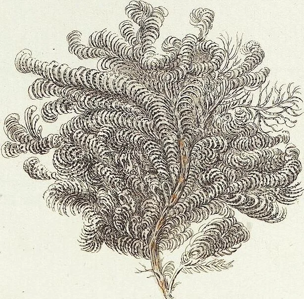 An illustration from (Band 3): Der Pflanzenthiere Dreyzehende [Vierzehende, Funfzehende, Sechzehende] Lieferung oder des dritten Theils, erste [zweyte, dritte, vierte] Lieferung, 1829, leaf 364