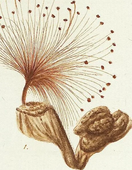 An illustration from (Band 3): Der Pflanzenthiere Dreyzehende [Vierzehende, Funfzehende, Sechzehende] Lieferung oder des dritten Theils, erste [zweyte, dritte, vierte] Lieferung, 1829, leaf 365