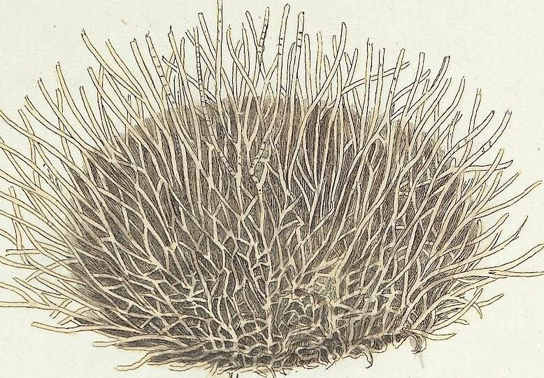 An illustration from (Band 3): Der Pflanzenthiere Dreyzehende [Vierzehende, Funfzehende, Sechzehende] Lieferung oder des dritten Theils, erste [zweyte, dritte, vierte] Lieferung, 1829, leaf 366