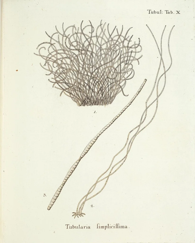 An illustration from (Band 3): Der Pflanzenthiere Dreyzehende [Vierzehende, Funfzehende, Sechzehende] Lieferung oder des dritten Theils, erste [zweyte, dritte, vierte] Lieferung, 1829, leaf 367