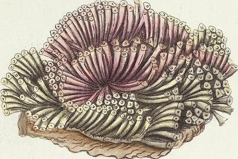 An illustration from (Band 3): Der Pflanzenthiere Dreyzehende [Vierzehende, Funfzehende, Sechzehende] Lieferung oder des dritten Theils, erste [zweyte, dritte, vierte] Lieferung, 1829, leaf 368