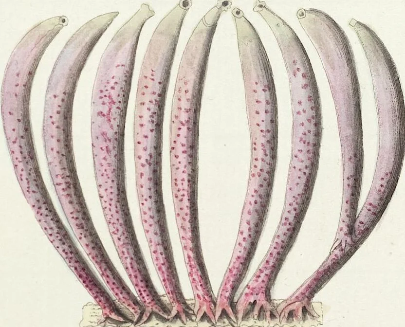 An illustration from (Band 3): Der Pflanzenthiere Dreyzehende [Vierzehende, Funfzehende, Sechzehende] Lieferung oder des dritten Theils, erste [zweyte, dritte, vierte] Lieferung, 1829, leaf 369