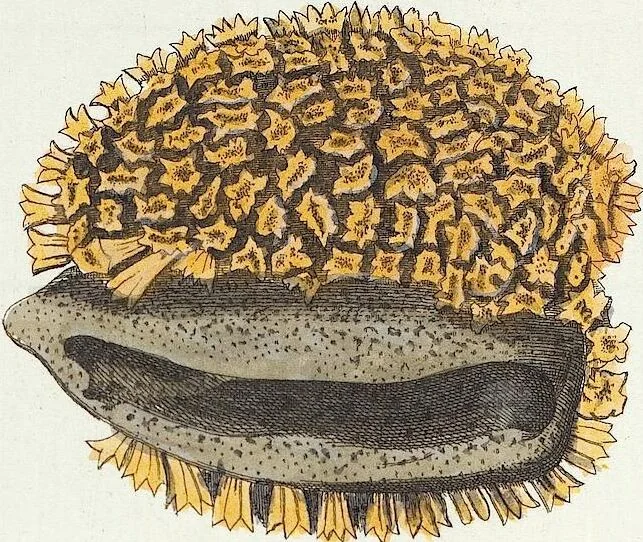 An illustration from (Band 3): Der Pflanzenthiere Dreyzehende [Vierzehende, Funfzehende, Sechzehende] Lieferung oder des dritten Theils, erste [zweyte, dritte, vierte] Lieferung, 1829, leaf 370