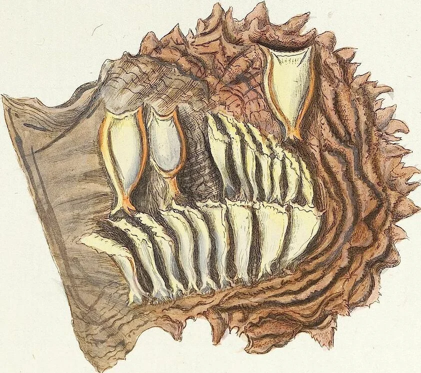 An illustration from (Band 3): Der Pflanzenthiere Dreyzehende [Vierzehende, Funfzehende, Sechzehende] Lieferung oder des dritten Theils, erste [zweyte, dritte, vierte] Lieferung, 1829, leaf 371