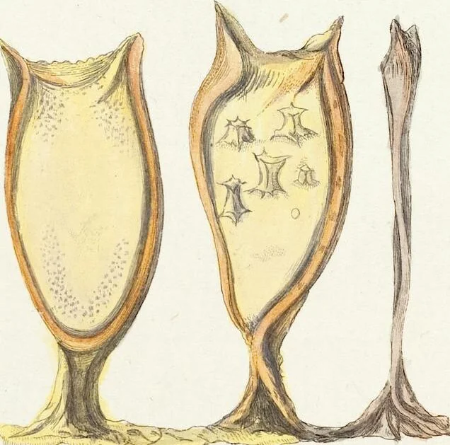 An illustration from (Band 3): Der Pflanzenthiere Dreyzehende [Vierzehende, Funfzehende, Sechzehende] Lieferung oder des dritten Theils, erste [zweyte, dritte, vierte] Lieferung, 1829, leaf 371