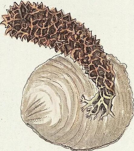 An illustration from (Band 3): Der Pflanzenthiere Dreyzehende [Vierzehende, Funfzehende, Sechzehende] Lieferung oder des dritten Theils, erste [zweyte, dritte, vierte] Lieferung, 1829, leaf 373