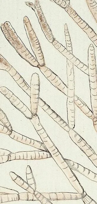 An illustration from (Band 3): Der Pflanzenthiere Dreyzehende [Vierzehende, Funfzehende, Sechzehende] Lieferung oder des dritten Theils, erste [zweyte, dritte, vierte] Lieferung, 1829, leaf 374