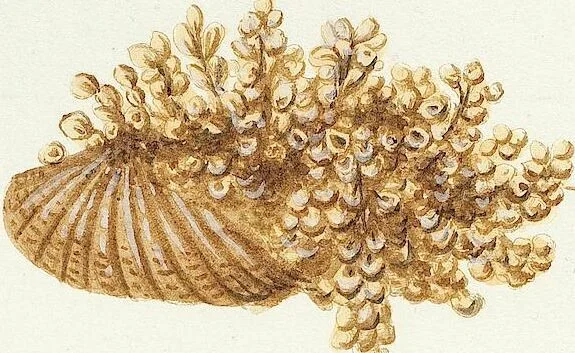 An illustration from (Band 3): Der Pflanzenthiere Dreyzehende [Vierzehende, Funfzehende, Sechzehende] Lieferung oder des dritten Theils, erste [zweyte, dritte, vierte] Lieferung, 1829, leaf 377