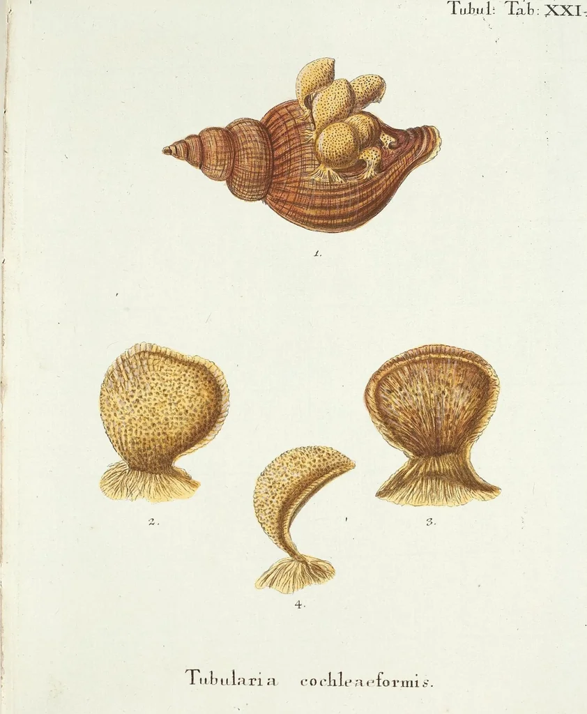 An illustration from (Band 3): Der Pflanzenthiere Dreyzehende [Vierzehende, Funfzehende, Sechzehende] Lieferung oder des dritten Theils, erste [zweyte, dritte, vierte] Lieferung, 1829, leaf 378