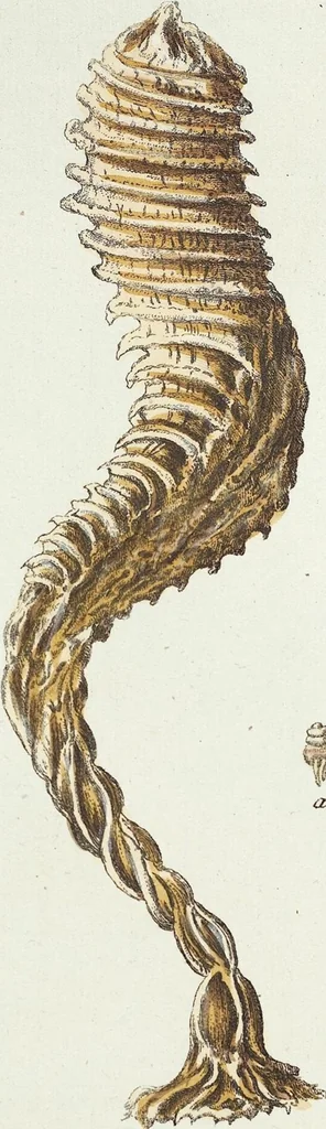 An illustration from (Band 3): Der Pflanzenthiere Dreyzehende [Vierzehende, Funfzehende, Sechzehende] Lieferung oder des dritten Theils, erste [zweyte, dritte, vierte] Lieferung, 1829, leaf 379