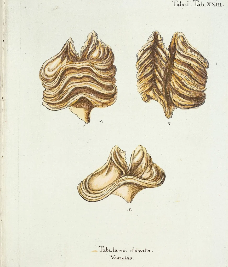 An illustration from (Band 3): Der Pflanzenthiere Dreyzehende [Vierzehende, Funfzehende, Sechzehende] Lieferung oder des dritten Theils, erste [zweyte, dritte, vierte] Lieferung, 1829, leaf 380