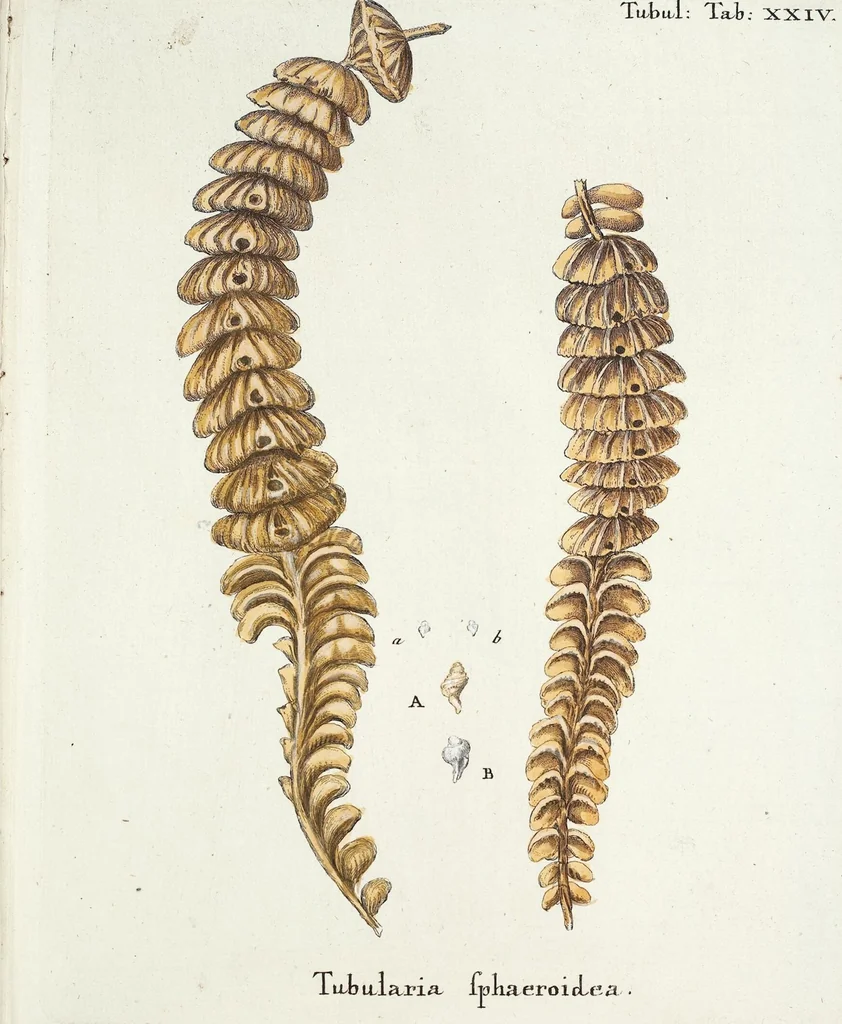 An illustration from (Band 3): Der Pflanzenthiere Dreyzehende [Vierzehende, Funfzehende, Sechzehende] Lieferung oder des dritten Theils, erste [zweyte, dritte, vierte] Lieferung, 1829, leaf 381