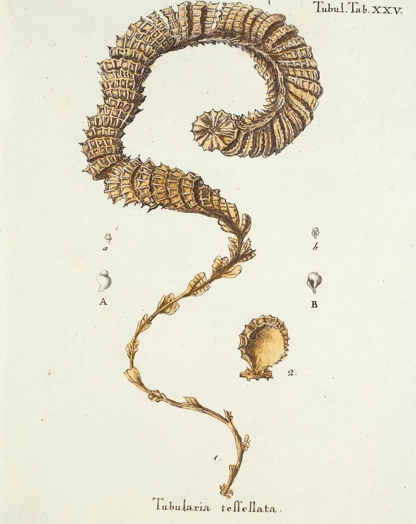 An illustration from (Band 3): Der Pflanzenthiere Dreyzehende [Vierzehende, Funfzehende, Sechzehende] Lieferung oder des dritten Theils, erste [zweyte, dritte, vierte] Lieferung, 1829, leaf 382